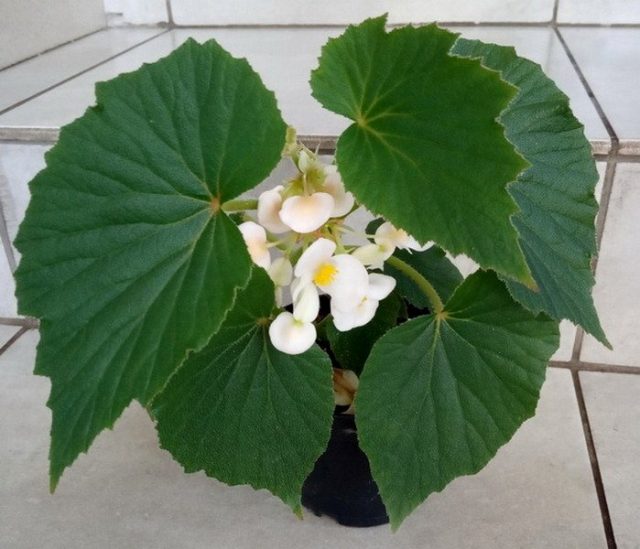 Бегония двухлепестная (Begonia dipetala). © begoniya.kiev Бегония двухлепестная (Begonia dipetala)