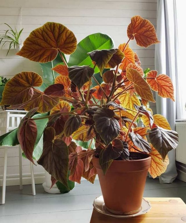 Бегония Креднера (Begonia x credneri) Бегония Креднера (Begonia x credneri)