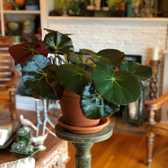 Бегония краснолистная, или Фиста (Begonia x feastii, Begonia x erythrophylla) Бегония краснолистная, или Фиста (Begonia x feastii, Begonia x erythrophylla)