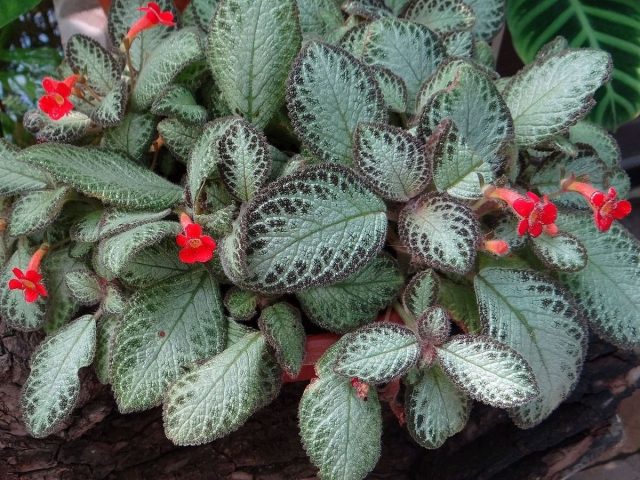 Эписция (Episcia) Эписция (Episcia)