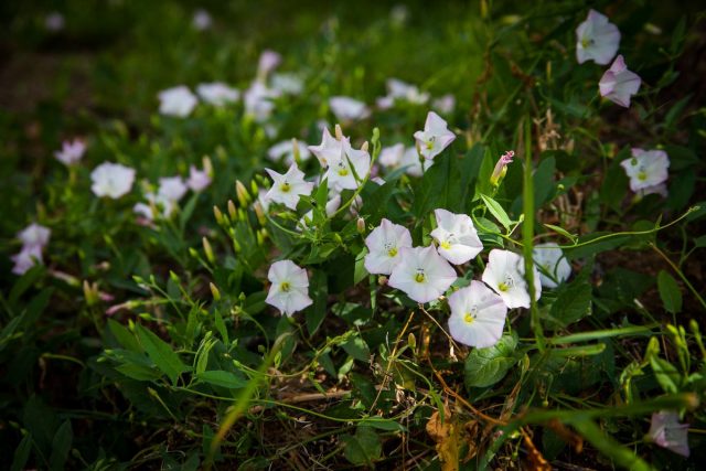 Вьюнок полевой, или березка (Convolvulus arvensis) Вьюнок полевой, или березка (Convolvulus arvensis)