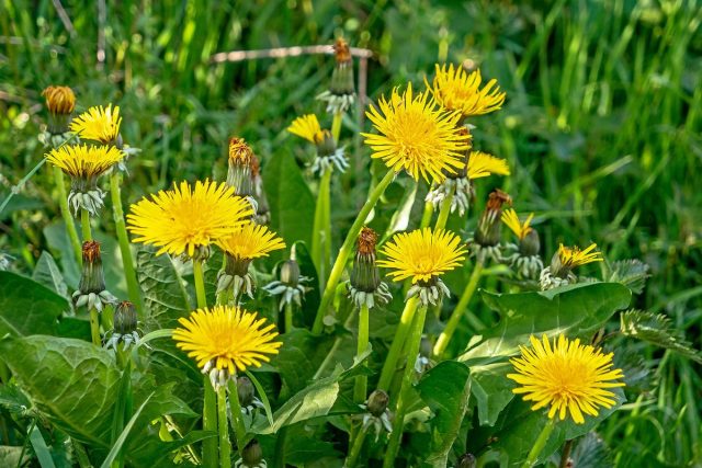 Одуванчик лекарственный (Taraxacum officinale) Одуванчик лекарственный (Taraxacum officinale)