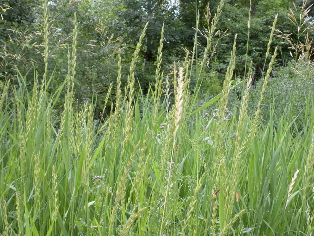Пырей ползучий (Elymus repens) Пырей ползучий (Elymus repens)