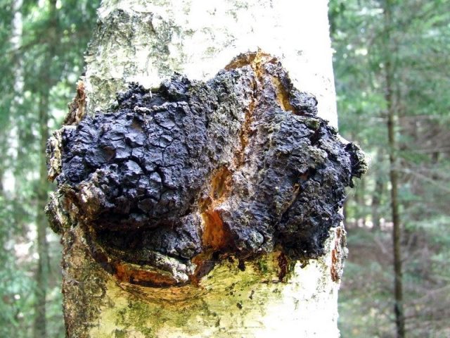 Трутовик скошенный, или Инонотус скошенный (Inonotus obliquus), или Гриб чага, на древесном стволе в лесу © Wikimedia