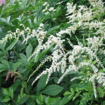 Астильба Тунберга (Astilbe thunbergii) Астильба Тунберга (Astilbe thunbergii)
