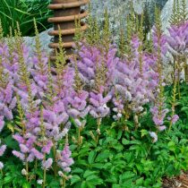 Астильба китайская «Пумила» (Astilbe chinensis var. pumila) Астильба китайская «Пумила» (Astilbe chinensis var. pumila)