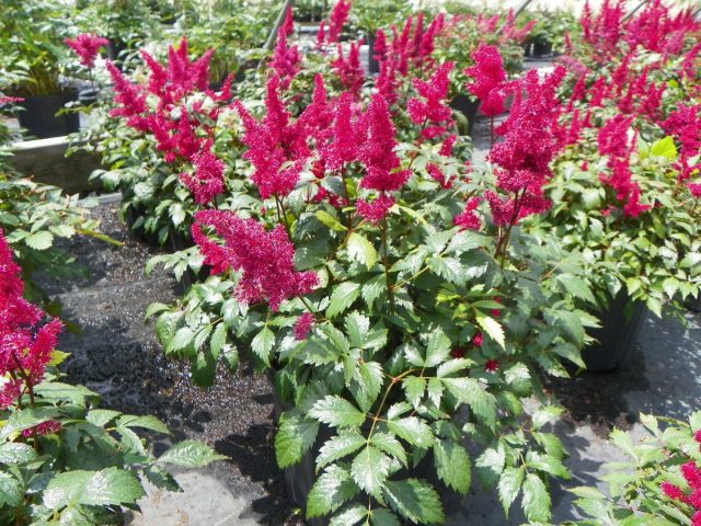 Астильба «Маяк» (Astilbe ‘Fanal’) Астильба «Маяк» (Astilbe ‘Fanal’)