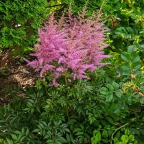 Астильба «Аметист» (Astilbe ‘Ametist’) Астильба «Аметист» (Astilbe ‘Ametist’)