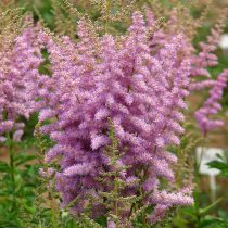 Астильба «Гиацинт» (Astilbe ‘Hyazinth’) Астильба «Гиацинт» (Astilbe ‘Hyazinth’)