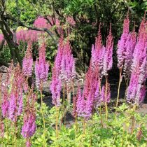 Астильба «Пурпурланзе» (Astilbe ‘Purpurlanze’) Астильба «Пурпурланзе» (Astilbe ‘Purpurlanze’)