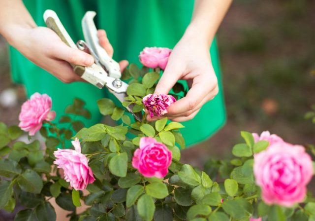 Своевременная срезка соцветий и аккуратность с поливами — обязательны в уходе за розами в конце сезона