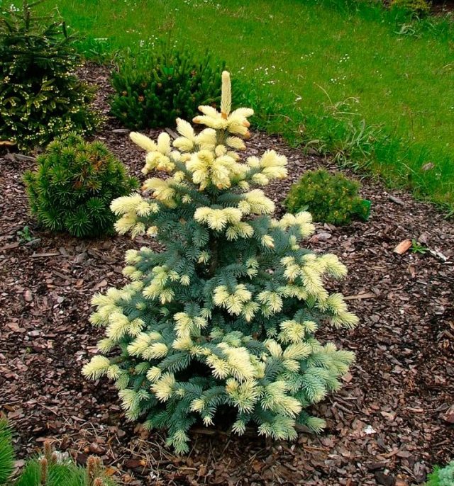 Ель колючая (Picea pungens), сорт «Биалобок» (Bialobok) Ель колючая (Picea pungens), сорт «Биалобок» (Bialobok)