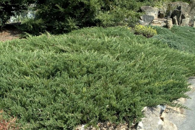Можжевельник обыкновенный (Juniperus horizontalis), сорт «Андорра компакта» (Andorra Compacta)