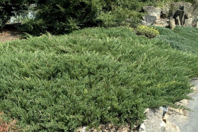 Можжевельник обыкновенный (Juniperus horizontalis), сорт «Андорра компакта» (Andorra Compacta) Можжевельник обыкновенный (Juniperus horizontalis), сорт «Андорра компакта» (Andorra Compacta)