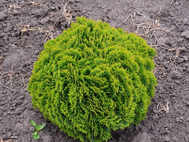 Туя западная (Thuja occidentalis), сорт «Глобоза Нана» (Globosa nana) Туя западная (Thuja occidentalis), сорт «Глобоза Нана» (Globosa nana)