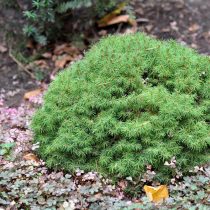 Ель канадская (Picea glauca), сорт «Альберта глоб» (Alberta Globe) Ель канадская (Picea glauca), сорт «Альберта глоб» (Alberta Globe)