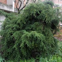 Тсуга канадская (Tsuga Canadensis), сорт «Пендула» (Pendula) Тсуга канадская (Tsuga Canadensis), сорт «Пендула» (Pendula)