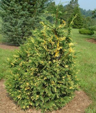 Кипарисовик нутканский (Chamaecyparis nootkatensis), сорт «Вариегата» (Variegata) Кипарисовик нутканский (Chamaecyparis nootkatensis), сорт «Вариегата» (Variegata)
