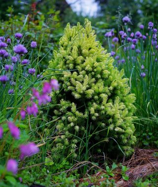 Ель канадская (Picea glauca), сорт «Дейзиес вайт» (Daisy’s White') Ель канадская (Picea glauca), сорт «Дейзиес вайт» (Daisy’s White')
