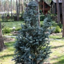 Ель колючая (Picea pungens), сорт «Айзели фастигиата» (Iseli Fastigiate) Ель колючая (Picea pungens), сорт «Айзели фастигиата» (Iseli Fastigiate)