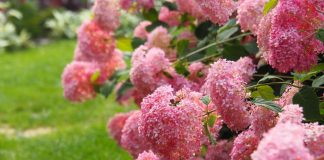 Сорта древовидной гортензии с розовыми цветками, которые не нуждаются в укрытии