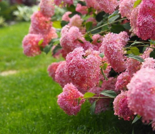 Сорта древовидной гортензии с розовыми цветками, которые не нуждаются в укрытии