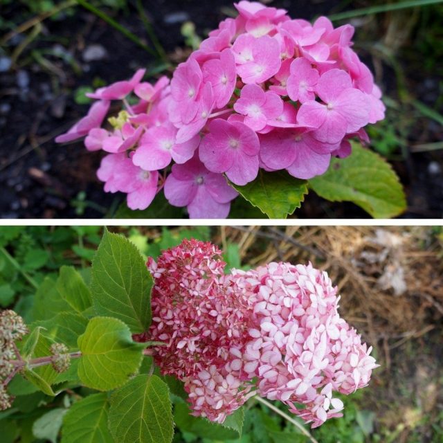 Вверху показана гортензия крупноцветковая (Hydrangea macrophylla), внизу — гортензия древовидная (Hydrangea arborescens) Вверху показана гортензия крупноцветковая (Hydrangea macrophylla), внизу — гортензия древовидная (Hydrangea arborescens)