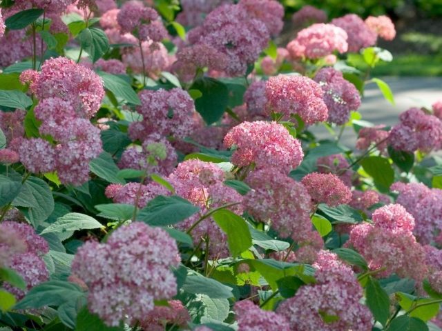 Гортензия древовидная «Пинк Пенкушен» (Pink Pincushion) Гортензия древовидная «Пинк Пенкушен» (Pink Pincushion)