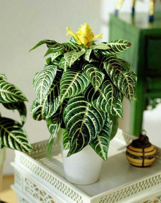 Афеландра оттопыренная (Aphelandra squarrosa) Афеландра оттопыренная (Aphelandra squarrosa)