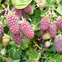 Ежемалина «Логанберри» (Loganberry) Ежемалина «Логанберри» (Loganberry)