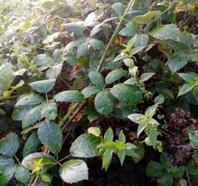 Заросли дикой ежевики (Rubus fruticosus)