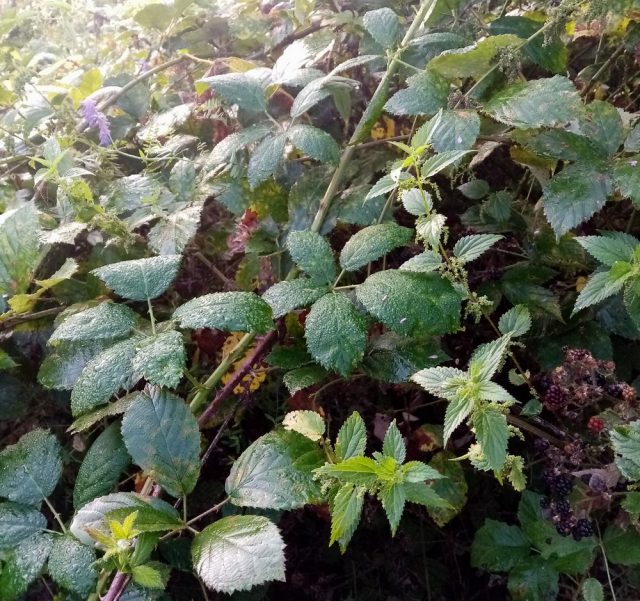 Заросли дикой ежевики (Rubus fruticosus) Заросли дикой ежевики (Rubus fruticosus)