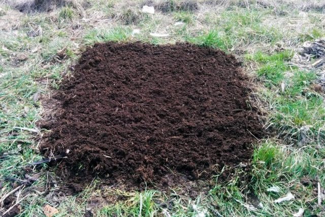 Место для посева луков нужно готовить заранее Место для посева луков нужно готовить заранее