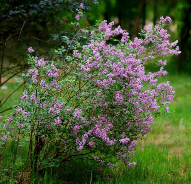 Сирень Мейера (Syringa meyeri), сорт «Палибин» (Palibin) Сирень Мейера (Syringa meyeri), сорт «Палибин» (Palibin)