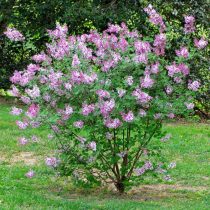 Сирень Мейера (Syringa meyeri), сорт «Джози» (Josee) Сирень Мейера (Syringa meyeri), сорт «Джози» (Josee)