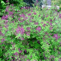 Сирень Мейера (Syringa meyeri), сорт «Ред Пикси» (Red Pixie) Сирень Мейера (Syringa meyeri), сорт «Ред Пикси» (Red Pixie)
