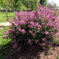 Сирень Мейера (Syringa meyeri), сорт «Блюмеранг Пёпл» (Bloomerang Purple) Сирень Мейера (Syringa meyeri), сорт «Блюмеранг Пёпл» (Bloomerang Purple)