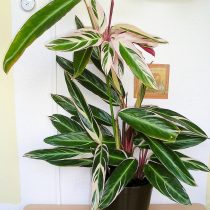 Ктенанта Оппенгейма (Ctenanthe oppenheimiana) Ктенанта Оппенгейма (Ctenanthe oppenheimiana)