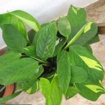 Ктенанта Лубберса (Ctenanthe lubbersiana) Ктенанта Лубберса (Ctenanthe lubbersiana)