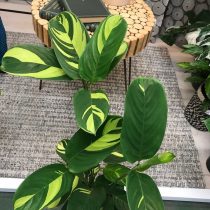 Ктенанта марантолистная (Ctenanthe marantifolia) Ктенанта марантолистная (Ctenanthe marantifolia)