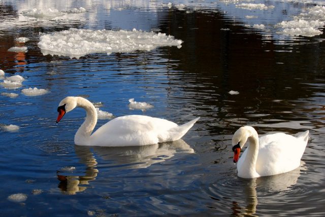 Если водоем не замерзает, лебеди могут и остаться на зимовку