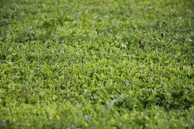 Микроклевер (Trifolium repens) после покоса. Микроклевер (Trifolium repens) после покоса.