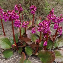 Гибридный бадан (Bergenia х hybrids), сорт «Эроика» (Eroica) Гибридный бадан (Bergenia х hybrids), сорт «Эроика» (Eroica)