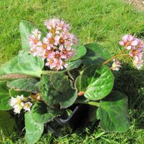 Гибридный бадан (Bergenia х hybrids), сорт «Дамбо» (Dumbo) Гибридный бадан (Bergenia х hybrids), сорт «Дамбо» (Dumbo)