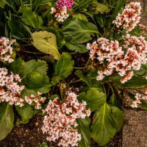 Гибридный бадан (Bergenia х hybrids), сорт «Сильберлихт» (Silberlicht) Гибридный бадан (Bergenia х hybrids), сорт «Сильберлихт» (Silberlicht)