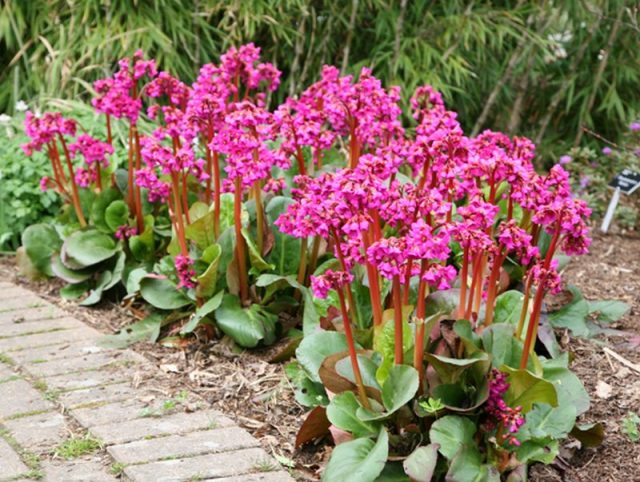 Гибридный бадан (Bergenia х hybrids), сорт «Увертюра» (Overture) Гибридный бадан (Bergenia х hybrids), сорт «Увертюра» (Overture)