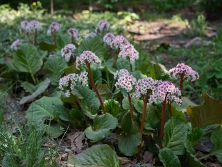 Бадан толстолистный (Bergenia crassifolia) Бадан толстолистный (Bergenia crassifolia)