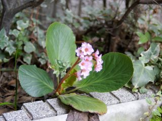 Бадан Стречи (Bergenia stracheyi) Бадан Стречи (Bergenia stracheyi)
