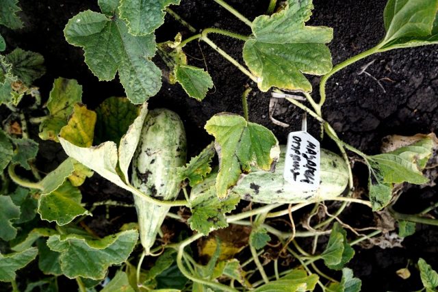 Огурдыня (Cucumis melo), сорт «Мацарен» Огурдыня (Cucumis melo), сорт «Мацарен»