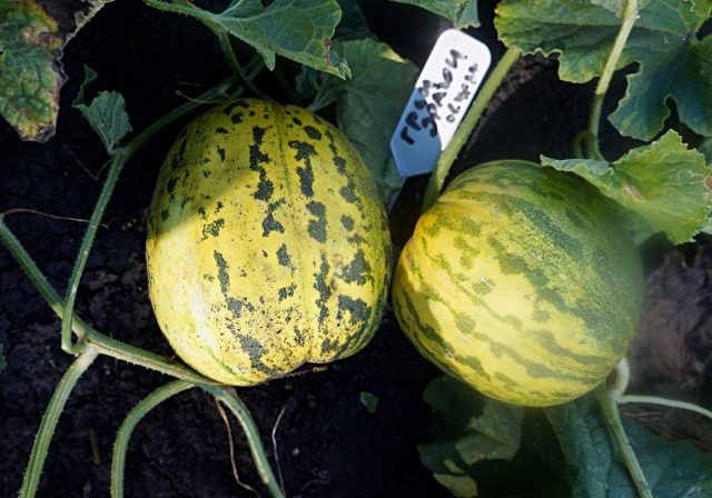 Огурдыня (Cucumis melo), сорт «Грин Драгон», или «Зеленый дракон» Огурдыня (Cucumis melo), сорт «Грин Драгон», или «Зеленый дракон»